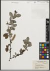 Foto von Salix sitchensis Sanson ex Bong.